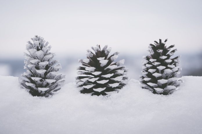 snow covered pine cones